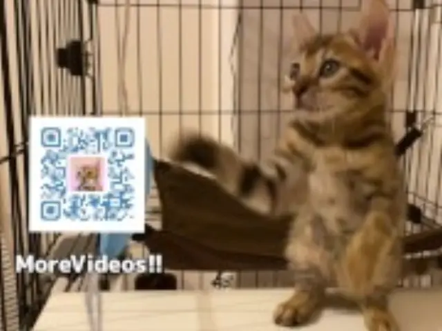 Furry pussycat toy review. Here's a toy that will make you jump for joy!